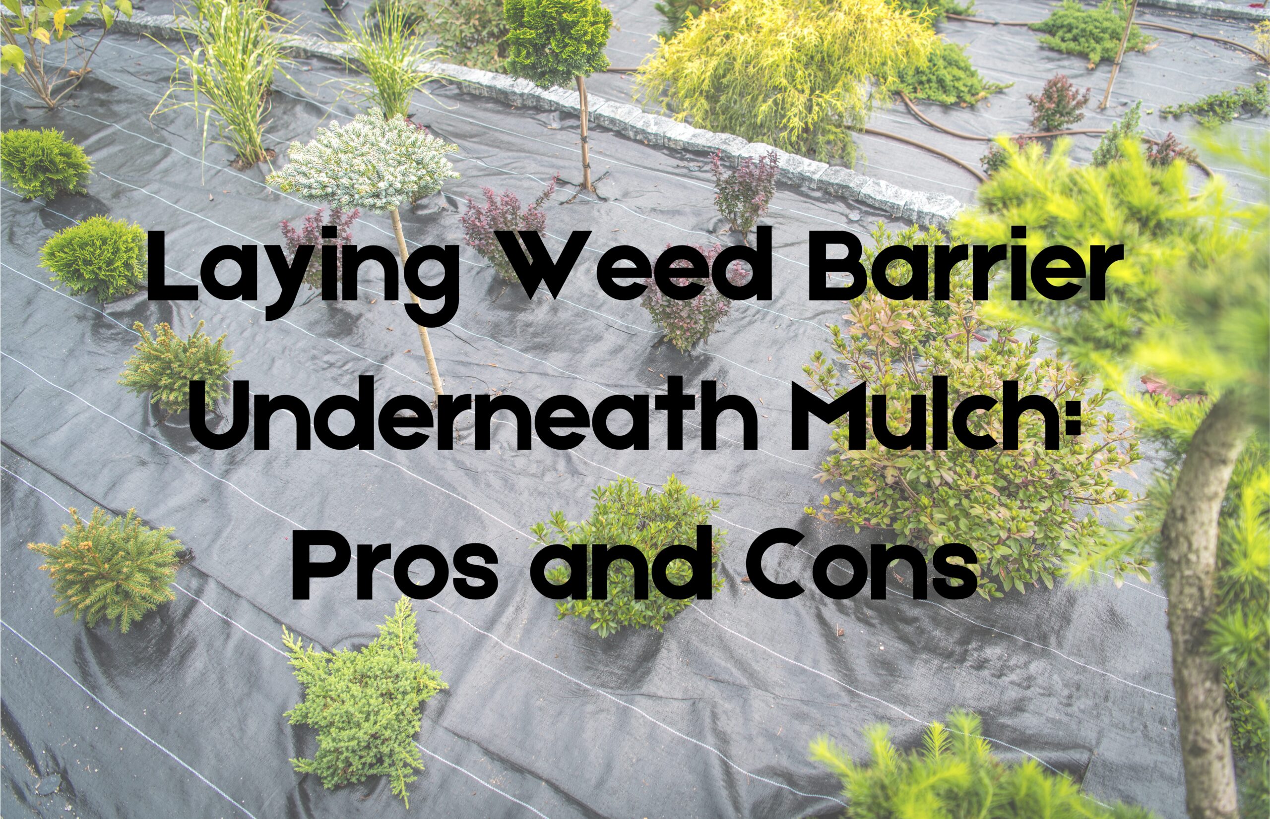 Laying Weed Barrier Underneath Mulch Pros and Cons His Workmanship