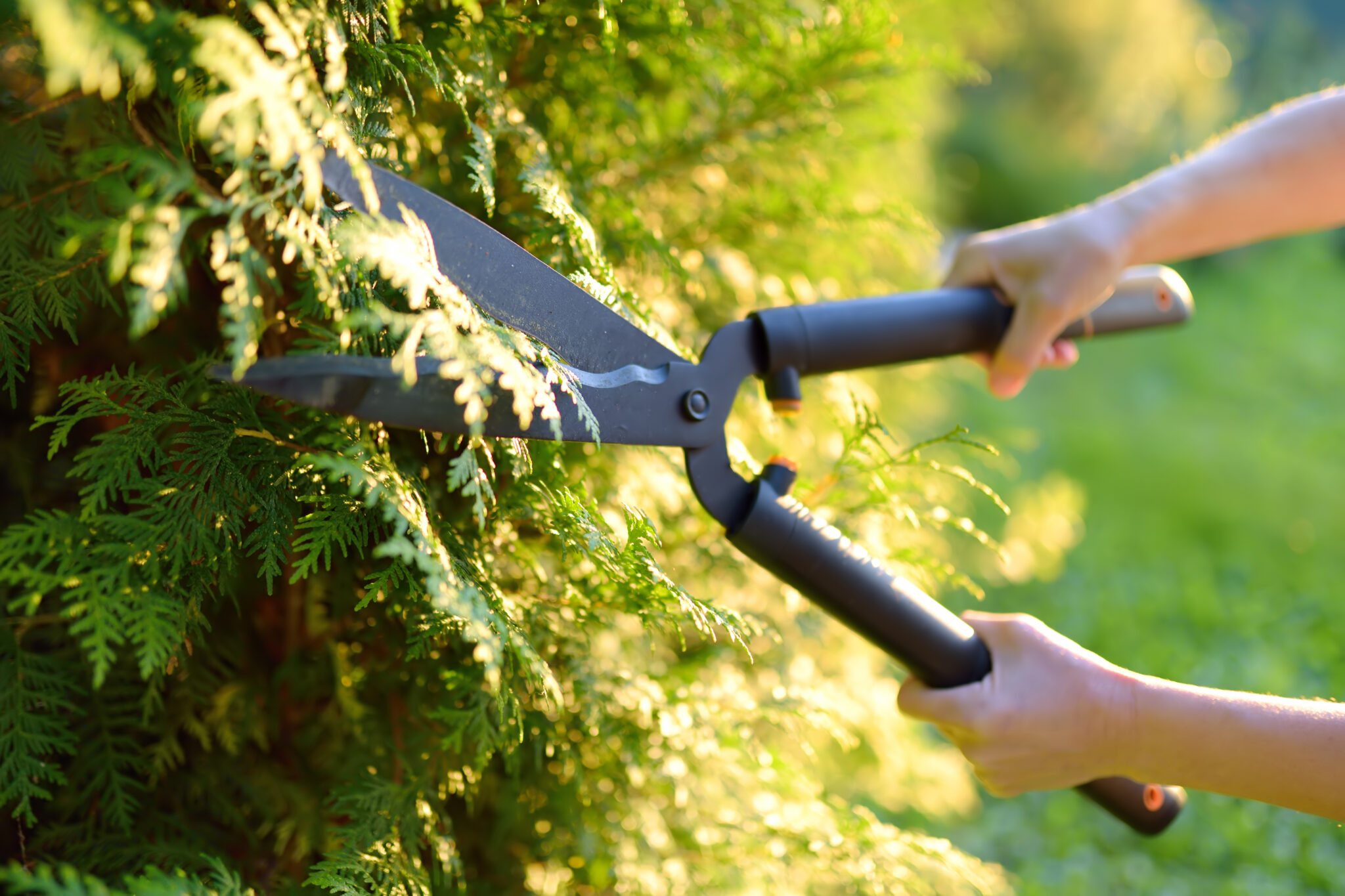 When and How to Prune Arborvitae: Advice from a Pro – His Workmanship