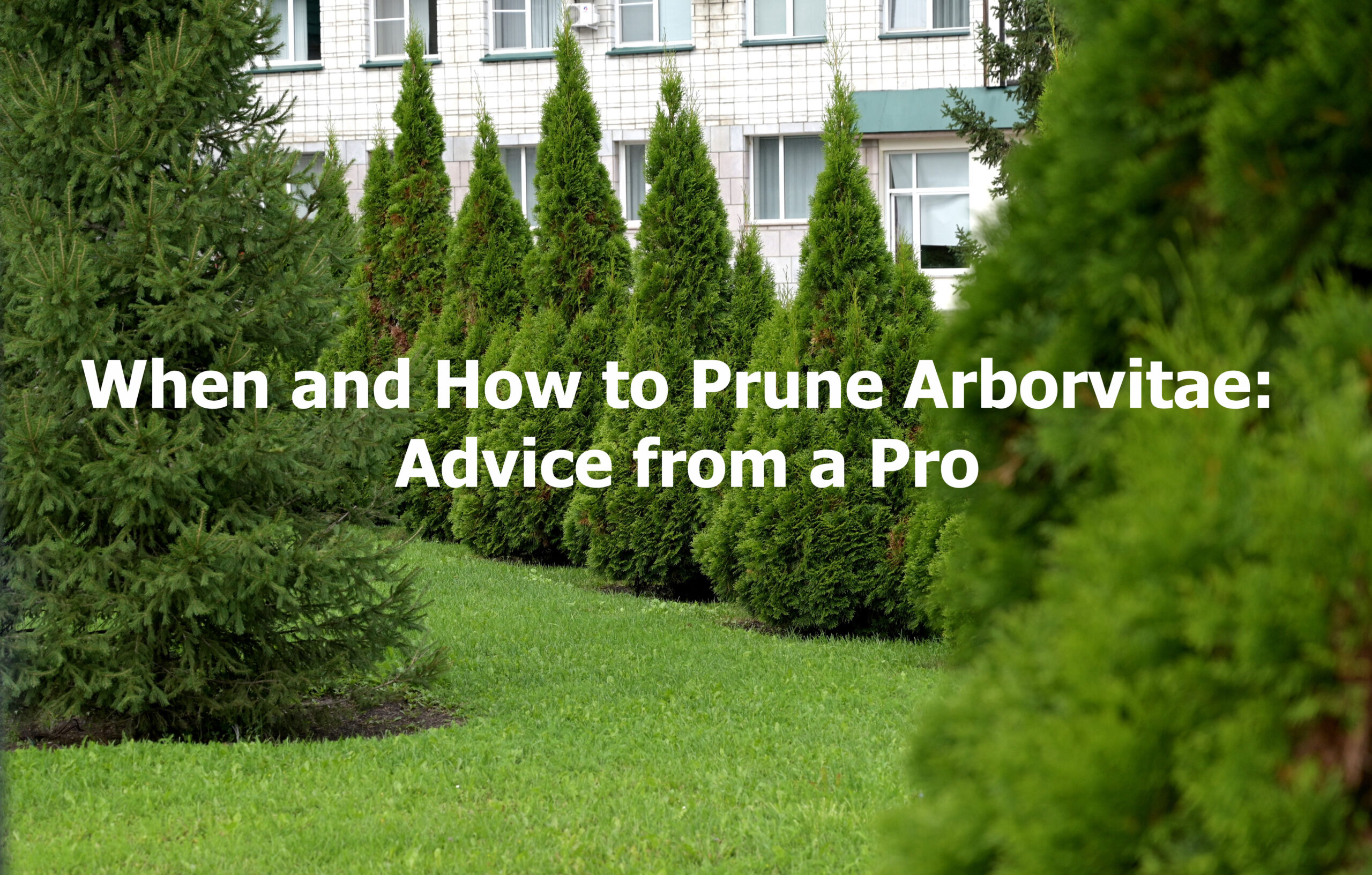 When and How to Prune Arborvitae: Advice from a Pro – His Workmanship