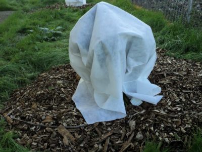 Wrapped-Plant-His-Workmanship Wrapped-Plant-His-Workmanship